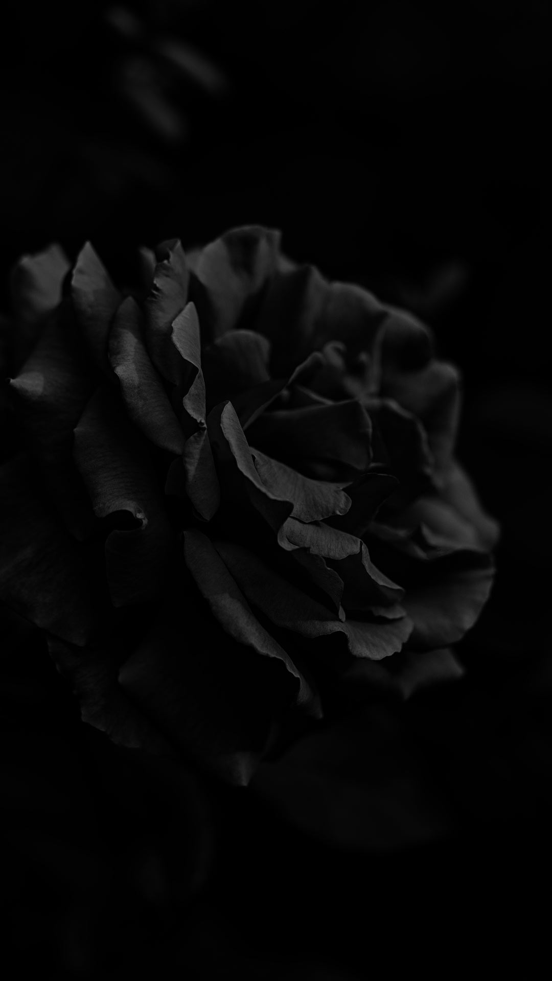 black background rose photo