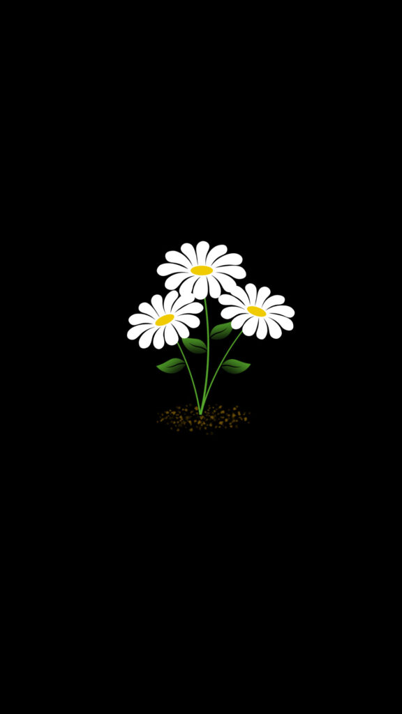 daisy flower black phone wallpaper