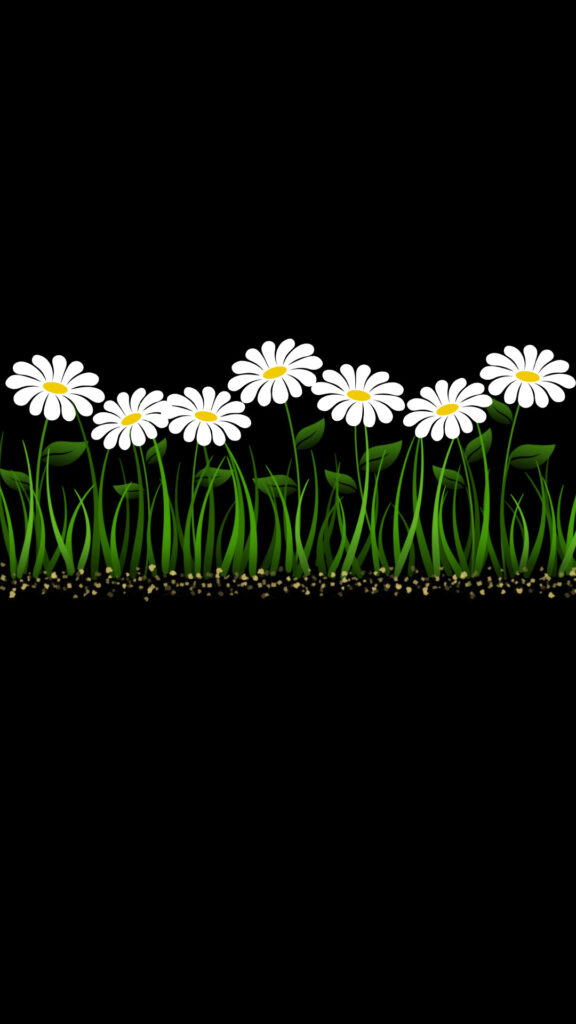 white daisies black wallpaper illustration